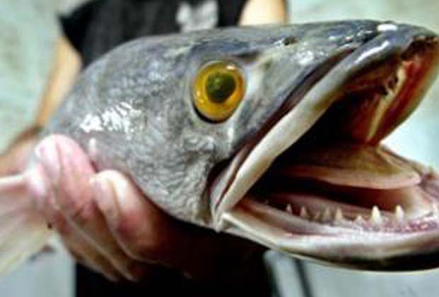 Snakehead fish may be in Ontario waters