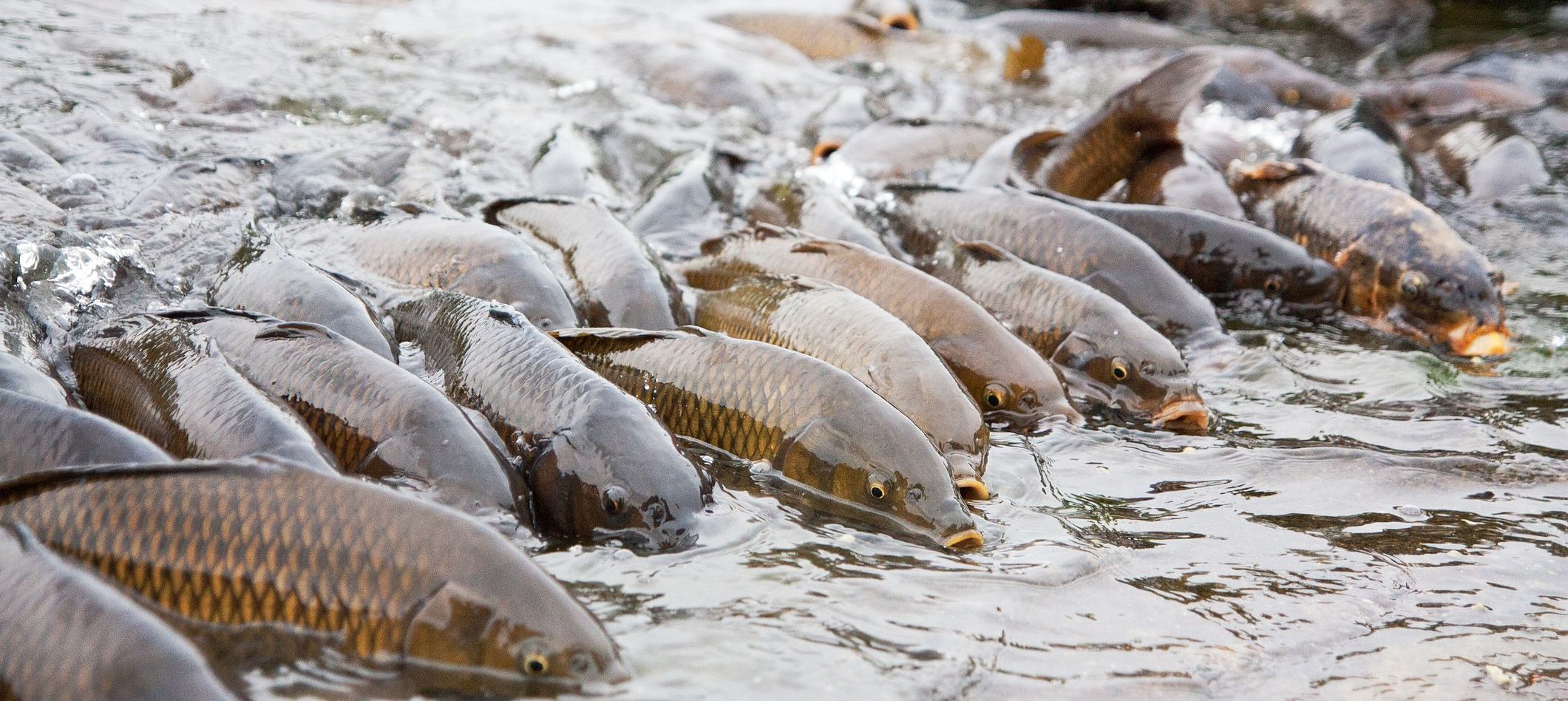 Gov't of Canada Releases Study on Risk of Grass Carp to Great Lakes - Water  Canada