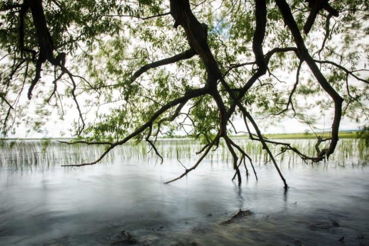 Brighton Wetland