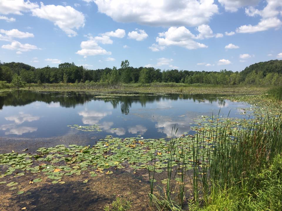 wetland