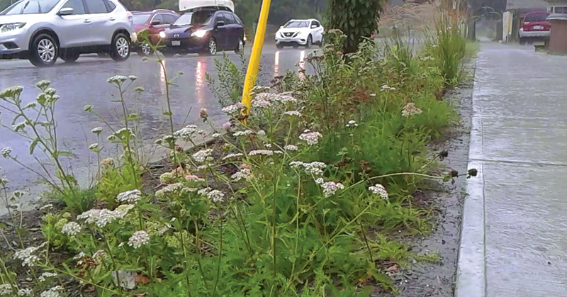 rain garden