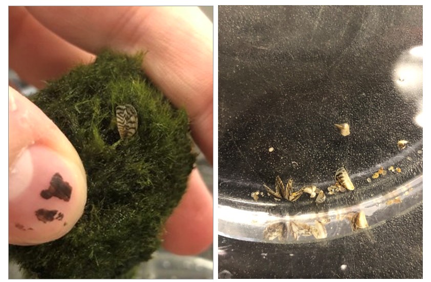 Invasive Zebra Mussels Found in Moss Ball Products in Canada