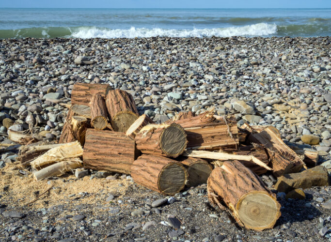 Sawed driftwood trunk on the edge of the sea