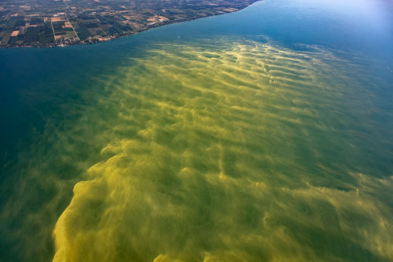 Lake Erie harmful algal blooms (HABs) in Aug 2017. True color photo images of Lake Erie HABs on August 14, 2017 (Photo Credit: Aerial Associates Photography, Inc. by Zachary Haslick) NOAA Great Lakes Environmental Research Laboratory's photo.