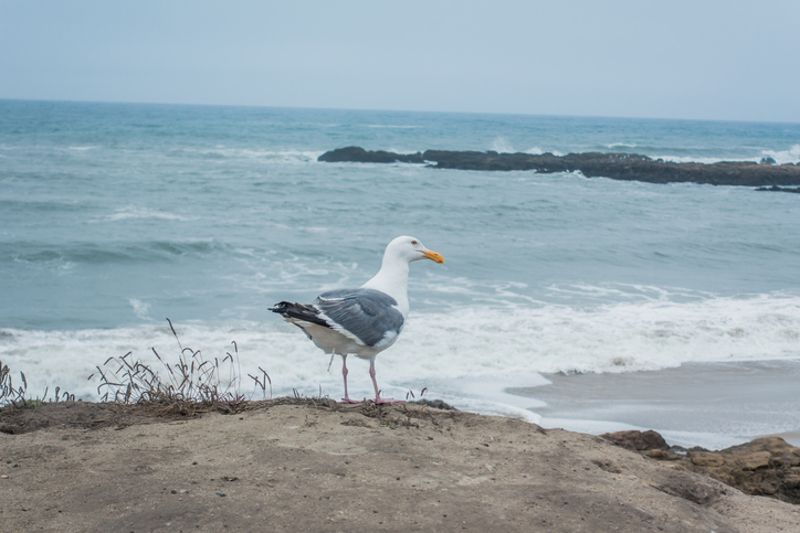 seagull standing on beach